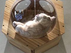 -藏猫猫咖啡主题馆(中央大道店)