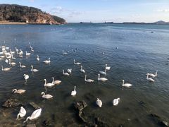 -烟墩角天鹅湖