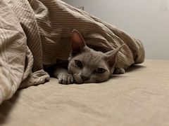 -十年猫舍·猫咪专门店(普陀店)
