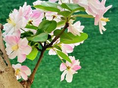 -海棠花溪(元大都城垣遗址公园)