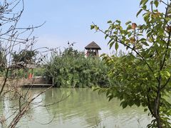 -泗洪洪泽湖湿地景区