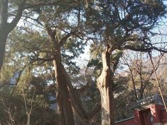-北京上方山国家森林公园