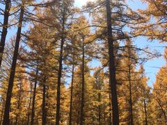 -塞罕坝国家级自然保护区