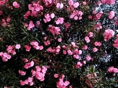 -轩记海鲜餐厅·四十五年老字号·经典粤菜(西区彩虹店)