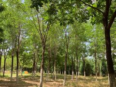 -永定河休闲森林公园