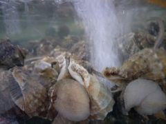-蓝珊甄选海鲜自助·火锅大排档(近阿那亚店)