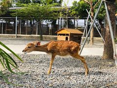 -鹿境梅花鹿生态园区