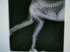 -芭比堂动物医院·犬猫全科·异宠专科(雁塔分院)