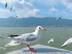 -海埂大坝