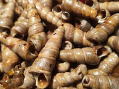 -千滋百味自助海鲜烤肉(布吉景华店)