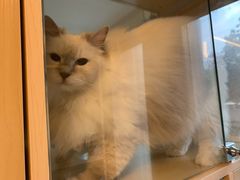 -Pets First伊珊娜洗护·精致美容·家庭式寄养(新会路店)