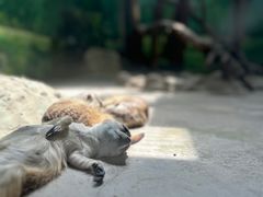 -北京野生动物园