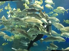 -北戴河圣蓝海洋公园