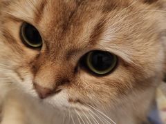 -瑞鹏宠物医院·骨科·猫科·内科(第一中心)