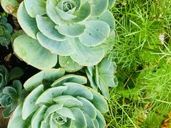 -四姑娘山阿巴郎·藏式花园餐厅