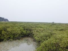 -北海金海湾红树林生态旅游区