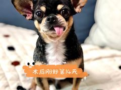 -瑞鹏宠物医院华南总院·夜诊·心脏科·骨科