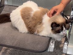 -四月宠物医院·猫专科·心脏专科·内科(转塘店)
