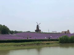 -大塘金香草谷