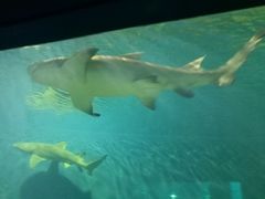 -北戴河圣蓝海洋公园