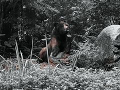 -广州长隆野生动物世界