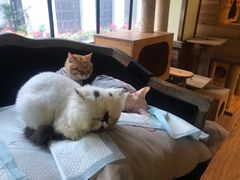 -more than meow吴止猫主题餐厅(承德 中船汇店)