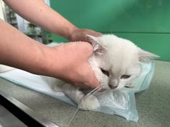 -利又安动物医院··老年病·猫科犬科·中兽医