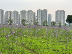-洋湖国家湿地公园