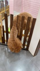 -Moni星球萌宠·小马宝莉·灵蛇·高端高阶全萌宠互动体验俱乐部(红豆国际广场店)