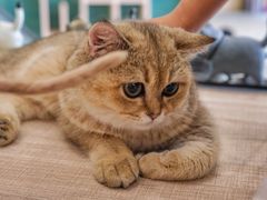 -飞行喵MR PILOT|猫舍·猫咖(静安大融城店)