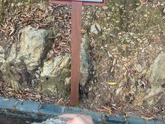-羚羊峡古栈道森林公园