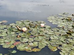 -九里河湿地公园