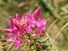 -北京国际鲜花港