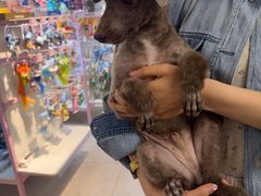 -FAELING PETS美天灵宠物(富力广场店)