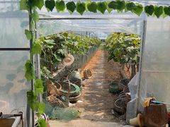 -马陆小张葡萄园农家乐