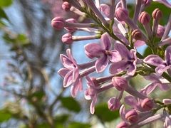 -海棠花溪(元大都城垣遗址公园)