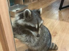 -藦茜花园宠物主题亲子互动体验馆(国顺东路店)