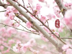 -天适樱花悠乐园