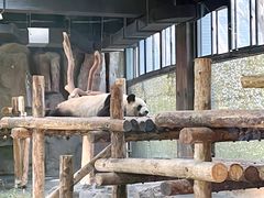 -上海野生动物园