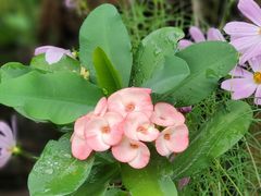 -西双版纳原始森林公园