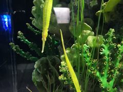 -暹罗海洋世界
