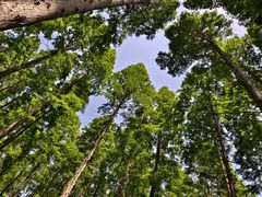 -黄海国家森林公园