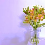 #治愈系.花#