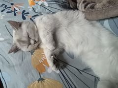 -青石桥花鸟鱼虫市场(叠翠城店)