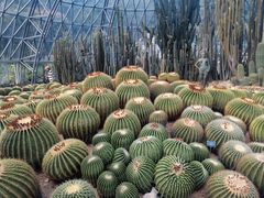 -深圳仙湖植物园