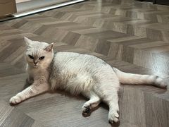 -伟伟宠物医院·CT影像中心·瑞派犬猫综合性门诊(汉口总院)