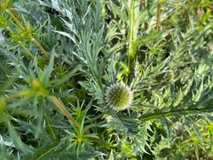 -白草畔自然风景区