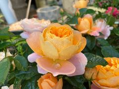 -双季花艺园艺市场(浦东店)