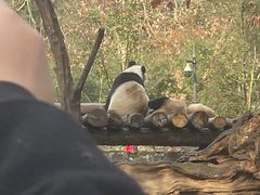 -都江堰中华大熊猫苑