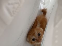 -瑞派宠物医院·犬猫全科·猫友好(宾水西道店)